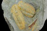 Protolenus Trilobite Molts With Pos/Neg - Tinjdad, Morocco #141876-1